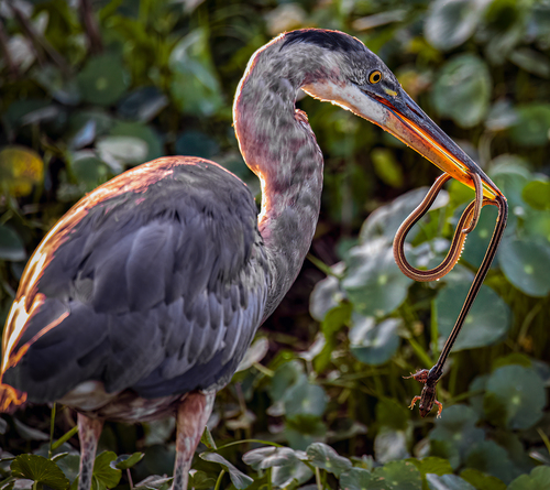 Great Blue Heron photographed in Florida