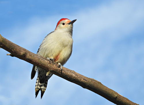 Red-bellied Woodpecker, photo 8 of 10
