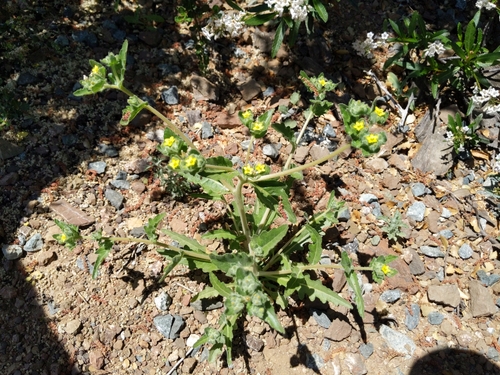 Image of Mentzelia micrantha by (c) Ken-ichi Ueda, some rights reserved (CC BY)