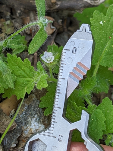 Image of Phacelia rattanii by (c) Ken-ichi Ueda, some rights reserved (CC BY)