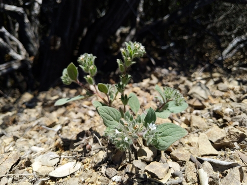 Mt. Diablo phacelia (Phacelia phacelioides)
