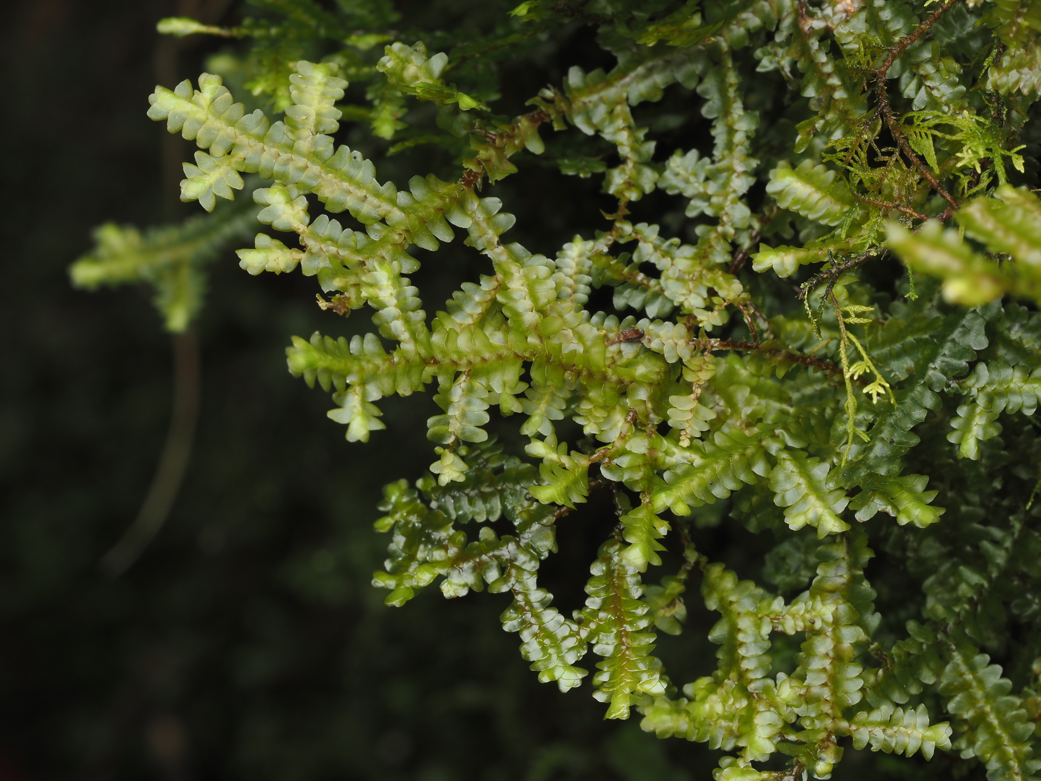 Porella swartziana