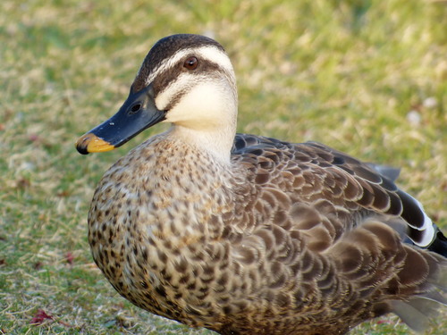 Eastern Spot-billed Duck, photo 8 of 10
