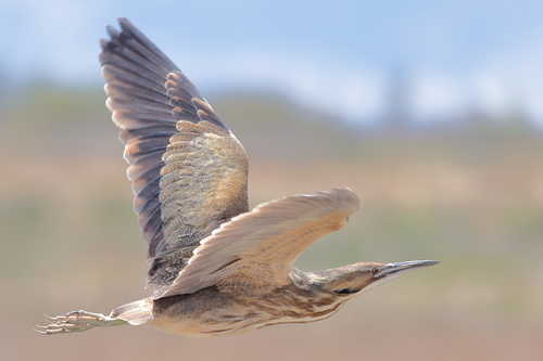 American Bittern photographed in Colorado