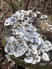 Trametes versicolor image