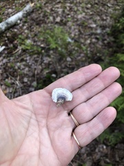 Trametes versicolor image