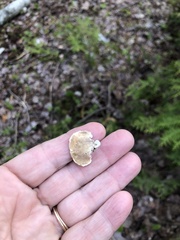 Trametes versicolor image