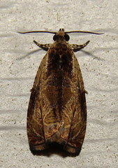 Olethreutes nigranum