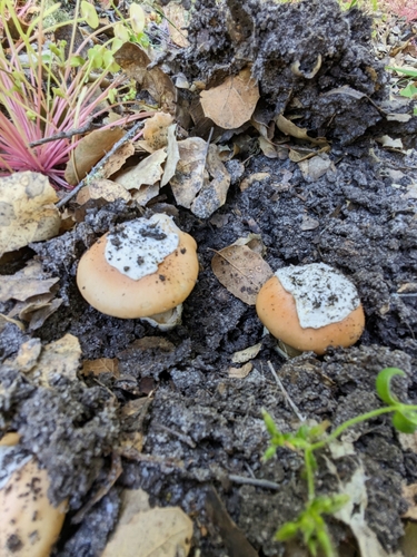 iNaturalist observation photo of springtime amanita
