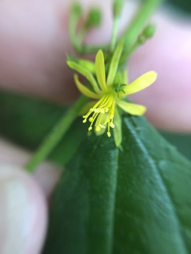 Triumfetta semitriloba observed 2018-11-20