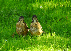 Turdus migratorius image