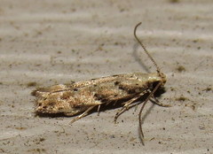 Coleotechnites coniferella