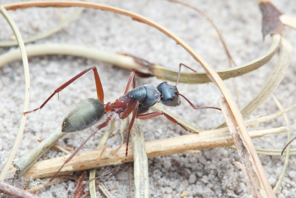 Camponotus dromas