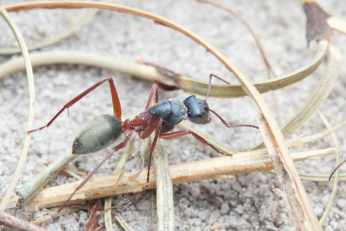 Camponotus dromasCamponotus dromas