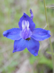 Delphinium patens