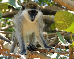 Chlorocebus aethiops