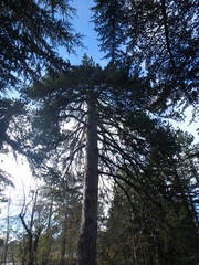 Pinus nigra pallasiana