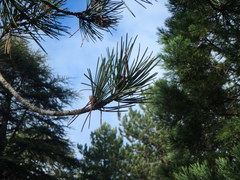 Pinus nigra pallasiana