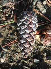 Pinus nigra pallasiana
