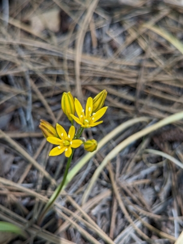 Image of Triteleia lemmoniae by (c) Grant Mullen, some rights reserved (CC BY-SA)