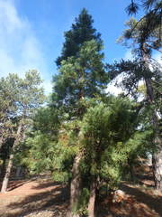 Juniperus foetidissima