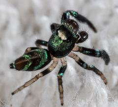 Thiania