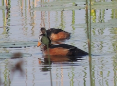Nettapus auritus