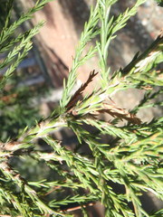 Juniperus foetidissima