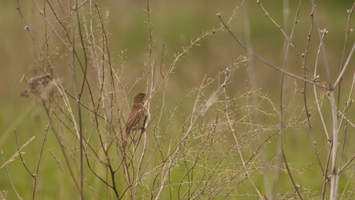 Iduna caligata