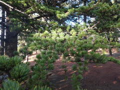Cedrus brevifolia