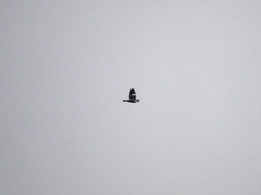 Columba palumbus