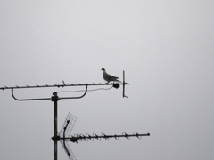 Columba palumbus