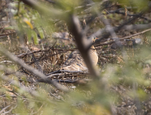 Painted Sandgrouse (Pterocles indicus), photo 4