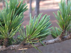 Cedrus brevifolia