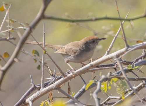 Rufous-fronted Prinia (Prinia buchanani), photo 5