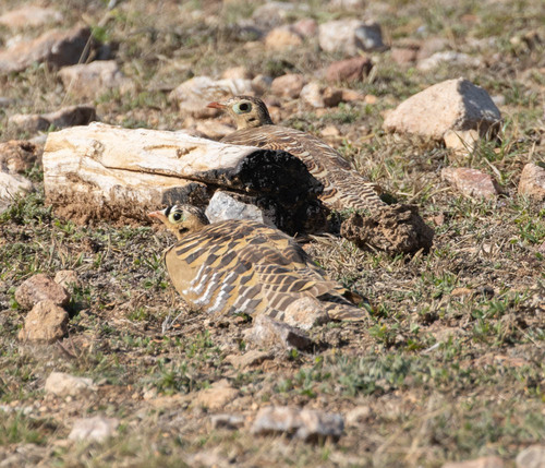 Painted Sandgrouse (Pterocles indicus), photo 3