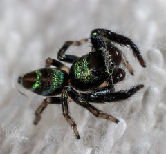 Thiania