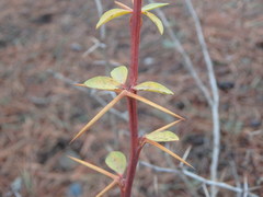 Berberis cretica