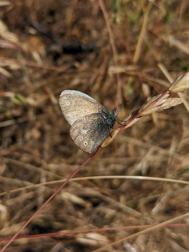iNaturalist observation photo of Common Ringlet