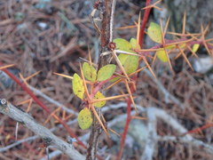 Berberis cretica