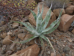 Agave sobria