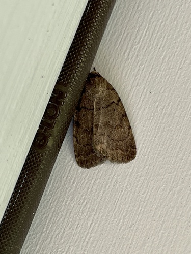 Slowpoke Moth photo 5
