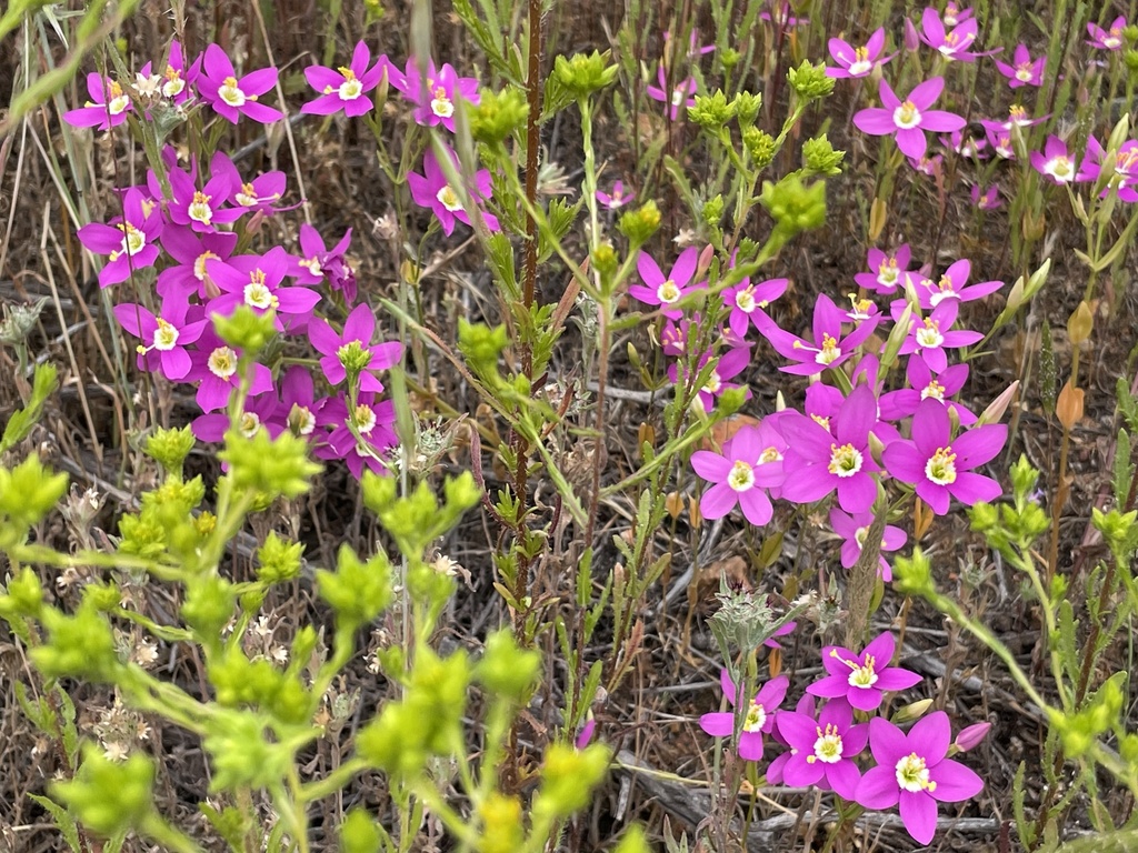 california-centaury-from-buena-vista-ave-spring-valley-ca-us-on-may