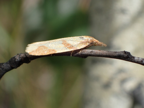 Sparganothis vocaridorsana