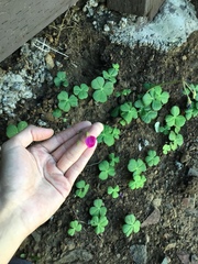 Oxalis bowiei