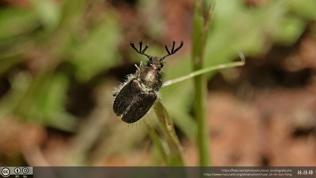 pectinata from 194 Shiobune, Ome, Tokyo 1980011日本 on April