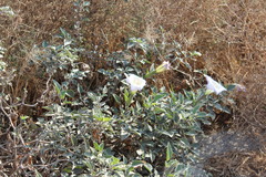 Datura wrightii