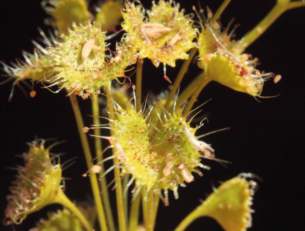 Drosera humilis Planch. 3