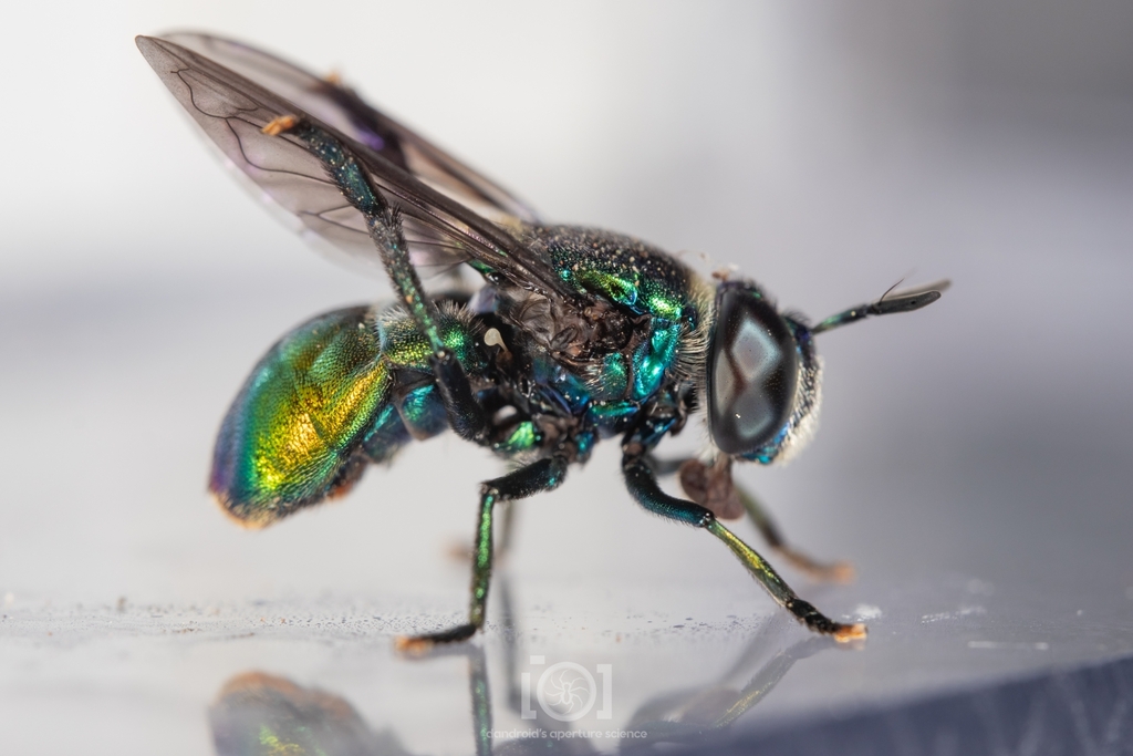 Microdon fulgens