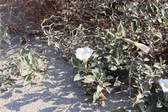 Datura wrightii